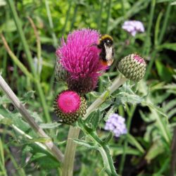 Cirsium rivulare Trevor's Blue Wonder