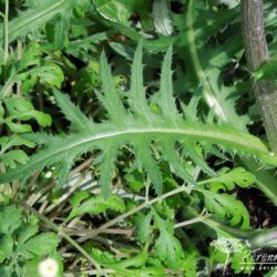 Cirsium rivulare Trevor's Blue Wonder