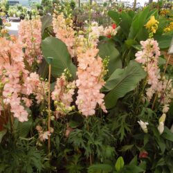 Delphinium Coral Sunset