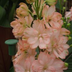 Delphinium Coral Sunset