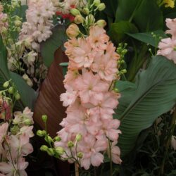 Delphinium Coral Sunset