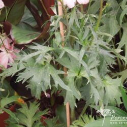 Delphinium Coral Sunset