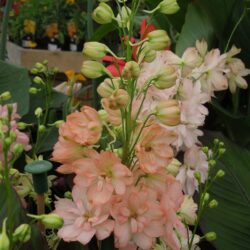 Delphinium Coral Sunset