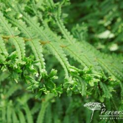 Dryopteris affinis Cristata The King