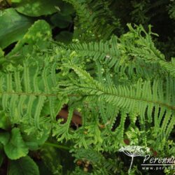 Dryopteris affinis Cristata The King