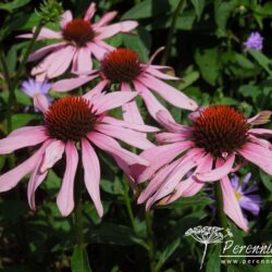 Echinacea purpurea Magnus