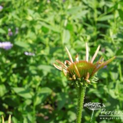 Echinacea purpurea Magnus