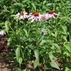 Echinacea purpurea Magnus