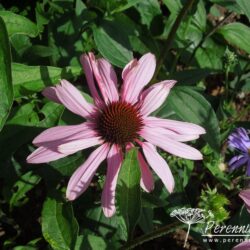 Echinacea purpurea Magnus