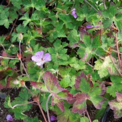 Geranium wallichianum Syabru