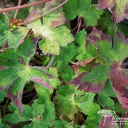 Geranium wallichianum Syabru