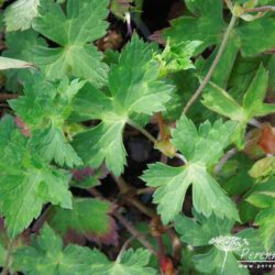 Geranium wallichianum Syabru