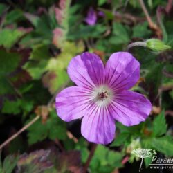 Geranium wallichianum Syabru