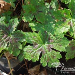 Geranium x oxonianum Walter's Gift