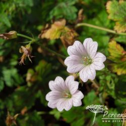 Geranium x oxonianum Walter's Gift