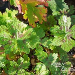 Geranium x oxonianum Walter's Gift