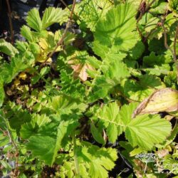 Geum Blazing Sunset