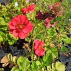 Geum Blazing Sunset