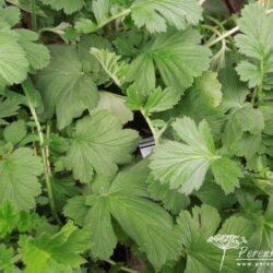 Geum Lady Stratheden