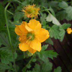 Geum Lady Stratheden