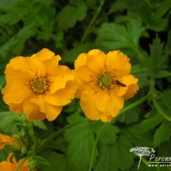 Geum Lady Stratheden