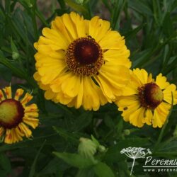 Helenium Blütentisch