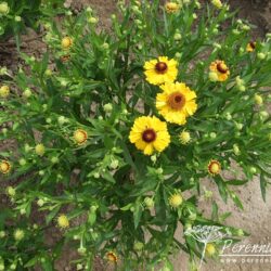 Helenium Blütentisch