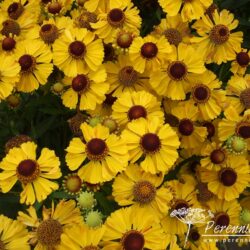 Helenium Blütentisch