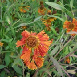 Helenium Chipperfield Orange