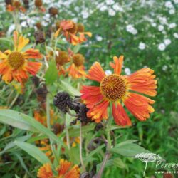 Helenium Chipperfield Orange