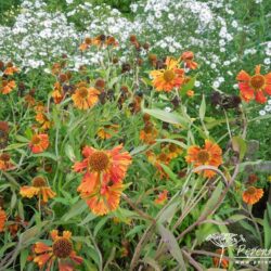 Helenium Chipperfield Orange