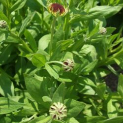 Helenium Sahin's Early Flower