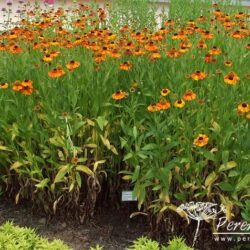 Helenium Sahin's Early Flower