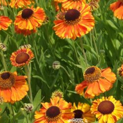 Helenium Sahin's Early Flower