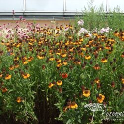 Helenium Sahin's Early Flower