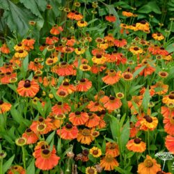 Helenium Sahin's Early Flowerer