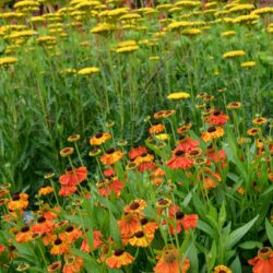 Helenium Sahin's Early Flowerer