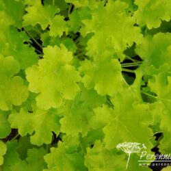 Heuchera Lime Rickey