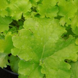 Heuchera Lime Rickey