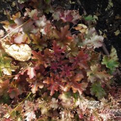 Heuchera Marmelade