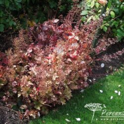 Heuchera Marmelade