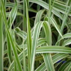 Miscanthus sinensis Cosmopolitan