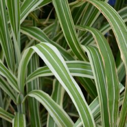 Miscanthus sinensis Cosmopolitan