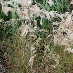 Miscanthus sinensis Kaskade