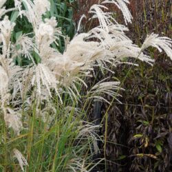 Miscanthus sinensis Kaskade