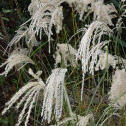 Miscanthus sinensis Kaskade