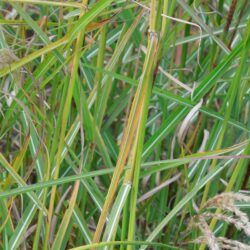 Miscanthus sinensis Kaskade