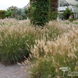 Miscanthus sinensis Starlight