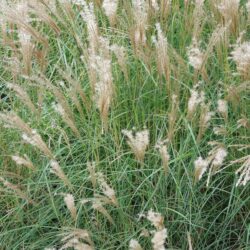 Miscanthus sinensis Starlight