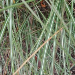 Miscanthus sinensis Starlight